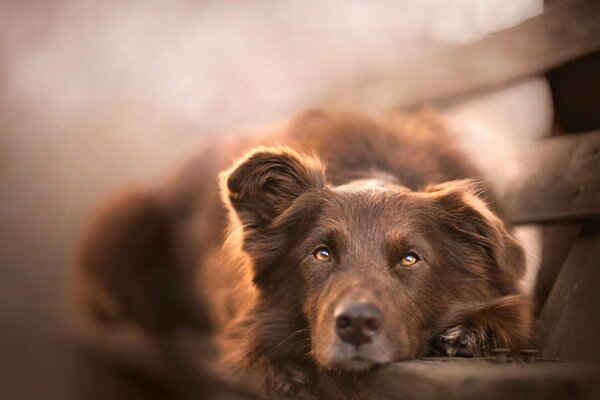 The dog is lying with a sad look