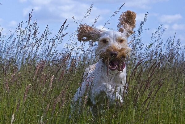 Chien heureux dans la Prairie d été