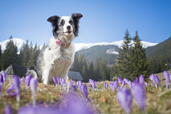 Dog on the background of the Alpine mountains in colors