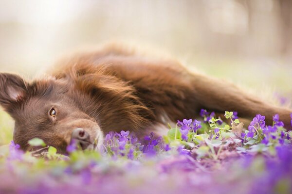 Ein roter Freund. camping in der Natur