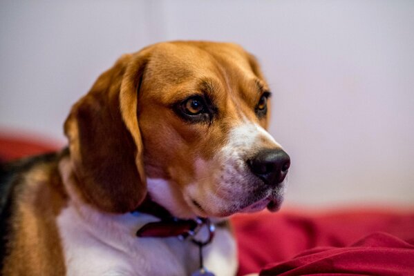 A hunting dog of white-brown-black color lies on a red cloth