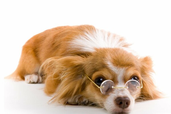 Chien intelligent à lunettes attend le bonheur