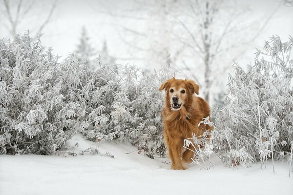 Le chien court le long du sentier d hiver des buissons