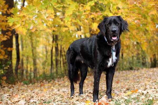 Cane nero nella foresta d autunno