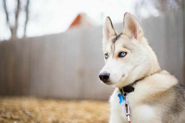 Perro con ojos azules claros