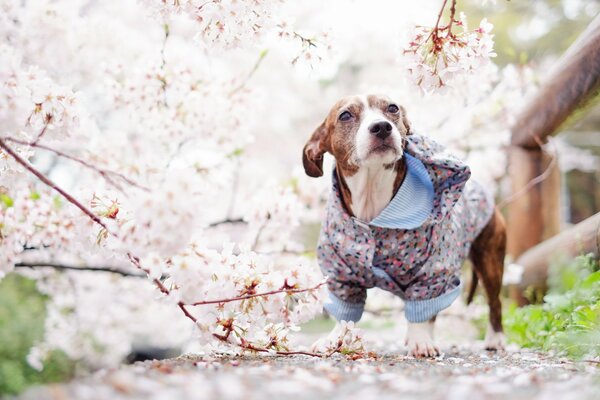 Tenue de printemps d un petit ami