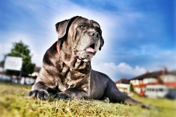 Cane Corso descansa en un claro