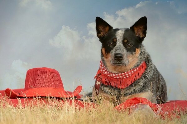 Sad look of a dog in red