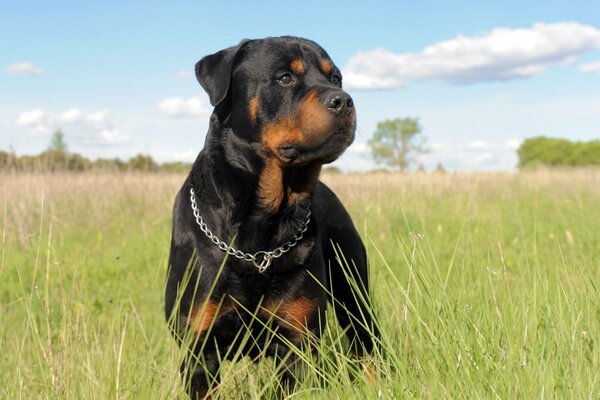 Parodies Rottweiler chien avec collier en métal dans la nature