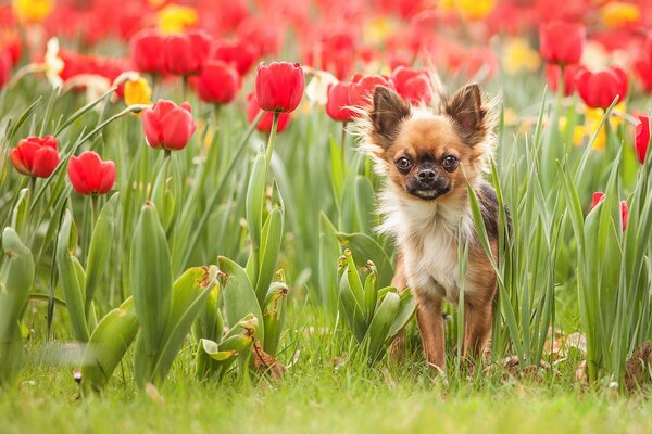 Bebé en la naturaleza en tulipanes rojos