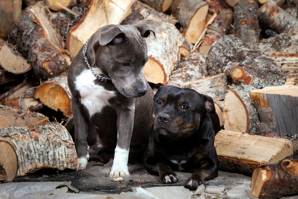 Zwei Hunde am verstreuten Brennholz