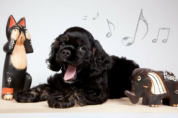 A cocker spaniel puppy yawns against the background of notes