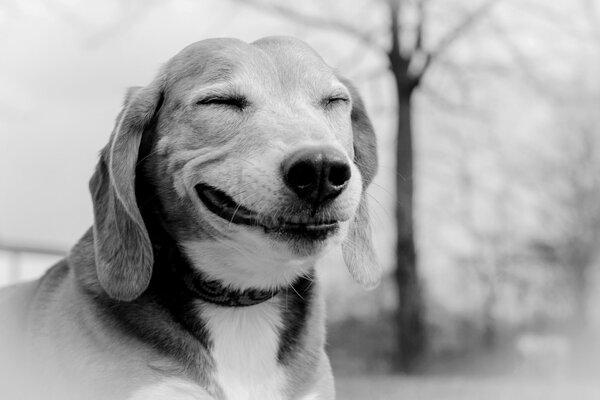 Sonrisa de perro en blanco y negro