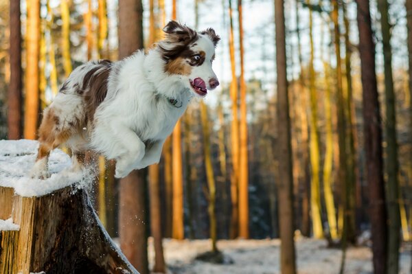 A dog jumps in the woods in winter