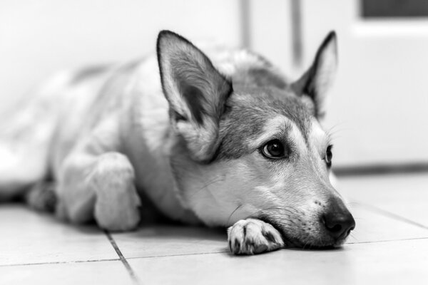 La triste mirada de un perro tendido