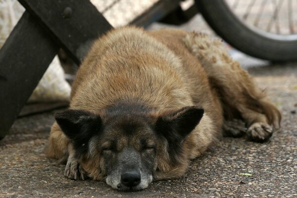 The dog sleeps outside