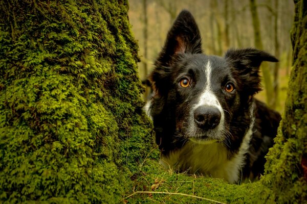 Border collie portrait in a mossy forest