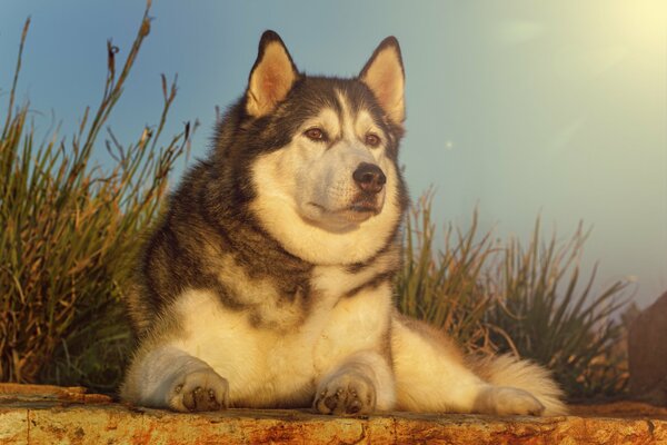 Perro Husky en la naturaleza contra el fondo de la hierba y el cielo