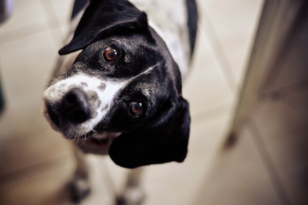 Mirada divertida del perro del perro