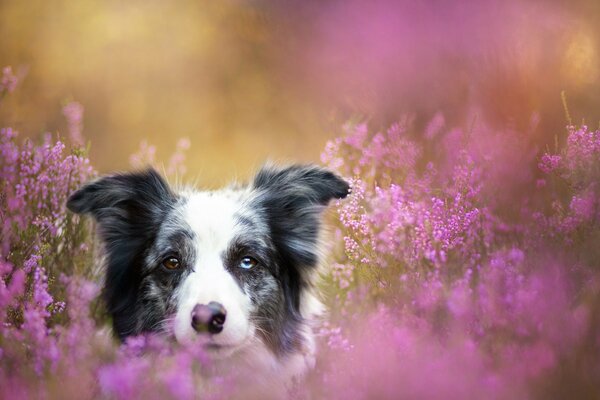 Chien avec des yeux différents dans des fleurs sauvages roses