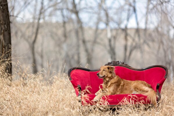 Golden Retriever si trova su un bellissimo divano nella natura