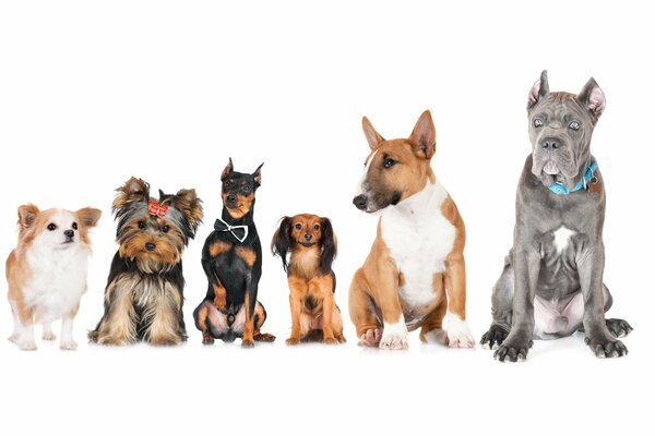 Photos of dogs of different breeds. Russian toy, Doberman, Chihuahua, Bull Terrier, Yorkshire Terrier