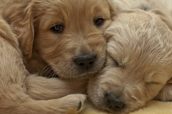 Cuddled puppies sleep comfortably