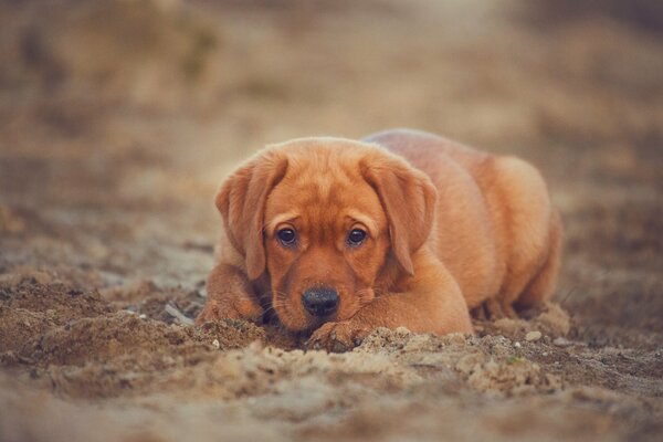 Labrador Retriever puppy in thought