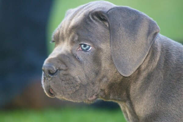 Cane Corso Smoky puppy z niebieskimi oczami