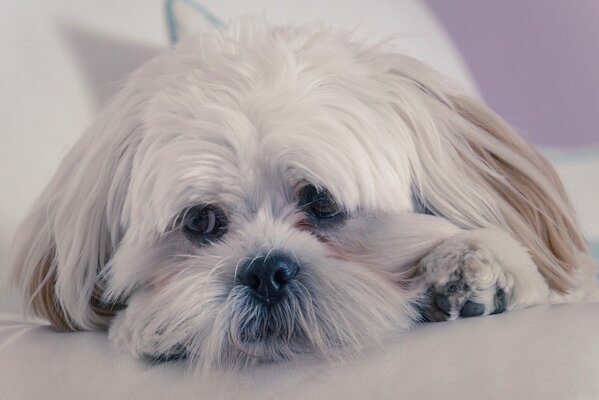 The shaggy muzzle of a white dog with a sad look