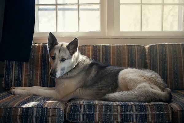 The dog is resting on the sofa under the window