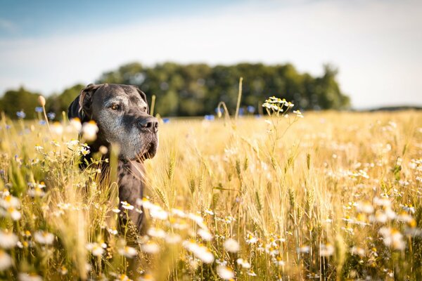 Cane calmo seduto in un campo