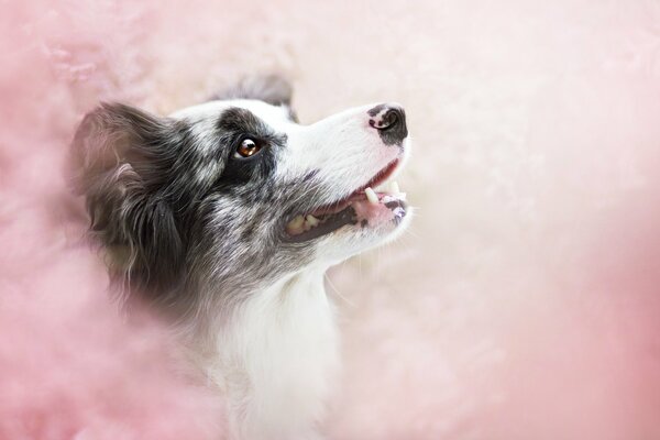 Testa di cane nella nebbia rosa