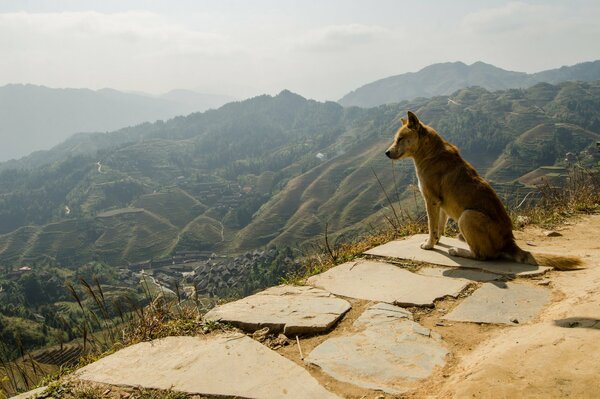 Panoramafoto, der Hund sitzt und blickt auf die Berge