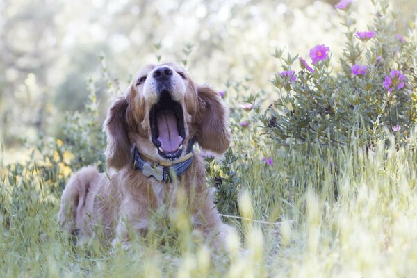 Chien bâille dans la nature en fleurs