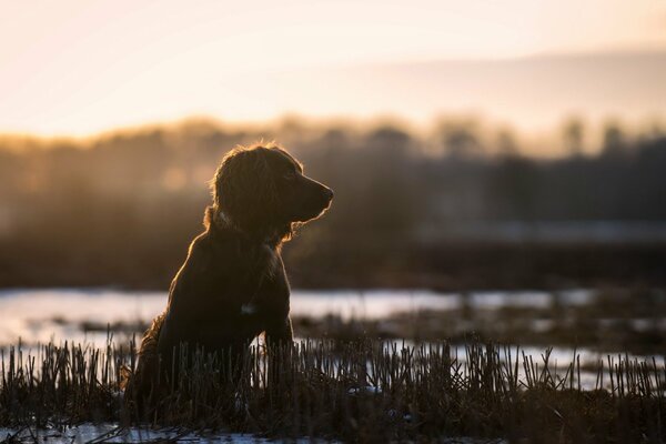 Amico cane guarda in lontananza