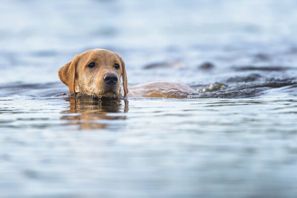 Ein Hund mit guten Augen schwimmt im Fluss