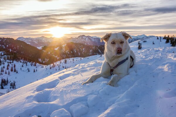 A dog on the background of a beautiful landscape of mountains