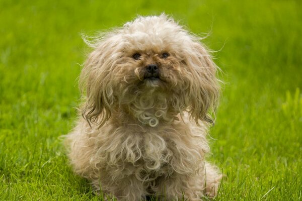 Süßer lockiger Hund auf dem Rasen