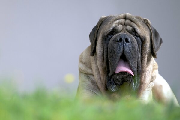 Der englische Mastiff liegt mit offenem Mund auf dem Gras