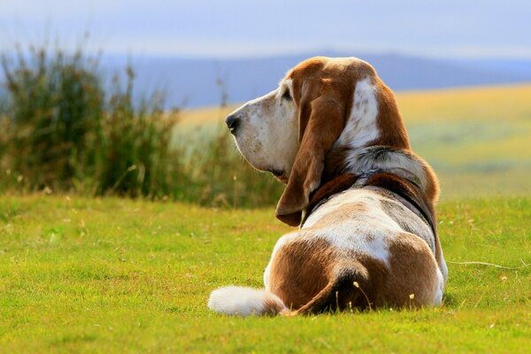 Dog basset Akhundov on the grass