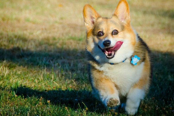 Pies rasy Welsh Corgi running