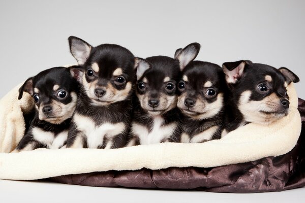 Quintet of cute little chihuahua puppies