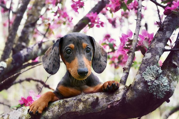 Hund auf einem Ast eines Sakura-Baumes