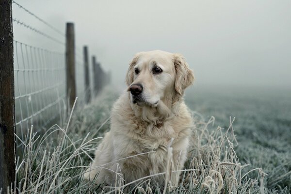 Lobrador near the mesh fence during the morning frost