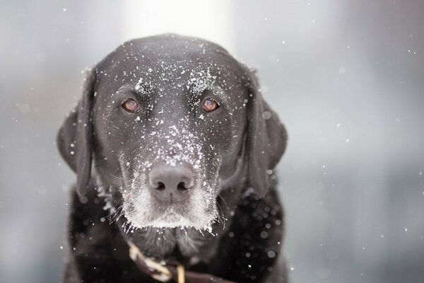 Perro en copos de nieve blancos como la nieve. Mirada devota