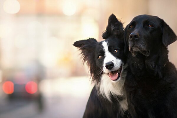 Dogs are friends on the city street