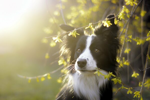 Schöner Hund und Sonne