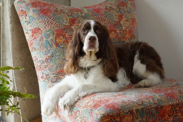 The dog is lying on the couch and watching