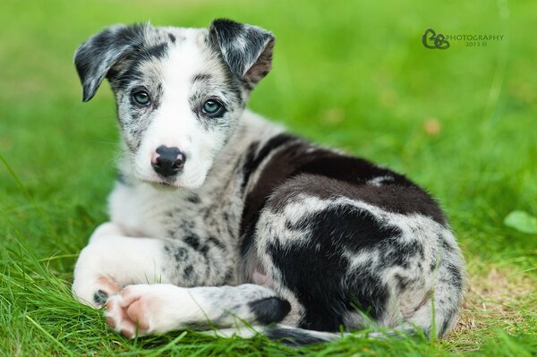 Incredible color and devoted look of the best friend